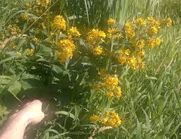 Named after the macedonian king of thrace (lysimachus), lysimacha punctata (yellow loosestrife) is a perennial plant with great ornamental value, producing sturdy, upright stems loaded with abundant spikes of. Washington State Noxious Weed Control Board