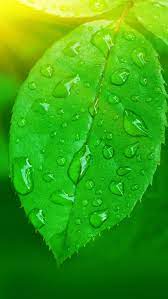 Green Leaf Iphone 5s Wallpaper Enter Http Www Ilikewallpaper Net Iphone 5 Wallpaper To Loo Green Leaf Wallpaper Attractive Wallpapers Iphone 5 Wallpaper