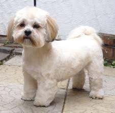 Lhasa Apso Puppies Google Search Lhasa Apso Puppies Lhasa Apso Teddy Bear Dog