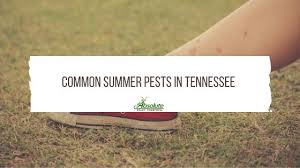 Legal words that have to appear at the bottom of a website. Common Summer Pests In Tennessee Home Of Absolute Pest Control