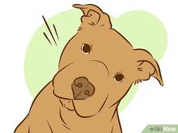 If those smells aren't around, then before you bring your puppy home, it is a good idea to research which method of potty training will be best for you, your dog, and your family. How To Train A Pitbull Puppy With Pictures Wikihow