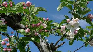 My flower flower art flower power unique trees colorful trees tree forest plantar flowering trees nature pictures. Apple Blossom Time Apples Blossoms Blue Sky Flowering Flowers Fruit Trees Leaves Spring Trees Hd Hd Wallpaper Wallpaperbetter