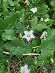 Image result for Coccinia senensis