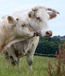 Charolais Deltagro