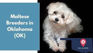 Springtown, tx, united states telephone: 11 Maltese Breeders In Oklahoma Ok Maltese Puppies For Sale Animalfate