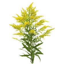 Image result for Solidago