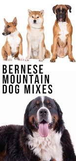 Bernese mountain dog puppies the ultimate guide for new dog. Bernese Mountain Dog Mix Breed Dogs Big Mixes With Big Personalities
