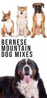 They can make associations quickly. Bernese Mountain Dog Mix Breed Dogs Big Mixes With Big Personalities