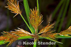 Image result for Pycreus polystachyos