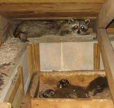 As such, residents may be awoken by the sounds of raccoons knocking over or rummaging through trash cans. How To Get Rid Of Raccoons In Your Walls Critter Control