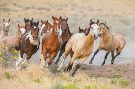 U S Forest Service Removing 1 000 Wild Horses In California Some Could Be Sold For Slaughter A Humane World