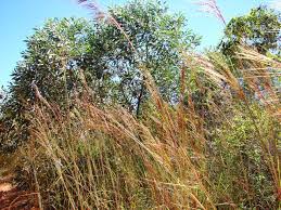Image result for Chrysopogon