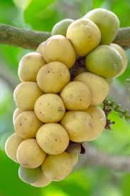 Image result for Meliaceae