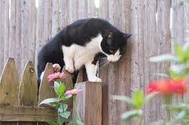 Melanie recently had a client whose cat was attacked by an owl in their backyard. How To Get Rid Of Stray Feral Cats