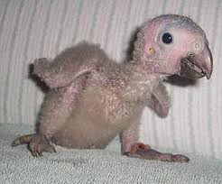 Baby Bird Identifier By Picture Is That Not The Cutest Baby Timneh African Grey African Grey African Grey Parrot