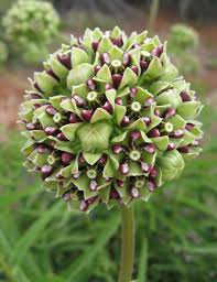 Spider Milkweed Monarch Butterfly Garden Milkweed Plant Butterfly Garden Plants