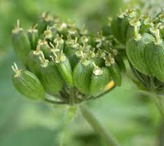 Image result for Aphloiaceae