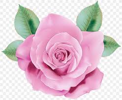 Maybe you would like to learn more about one of these? Watercolor Pink Flowers Png 3000x2469px Watercolor Artificial Flower Cabbage Rose Cut Flowers Floribunda Download Free