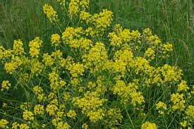 Image result for Berlinia orientalis