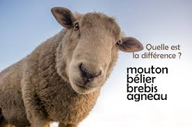 Mouton Belier Brebis Et Agneau Quelle Est La Difference Le Francais Entre Quat Z Yeux
