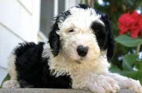 Our puppies are not only adorable, they are fully vaccinated, dewormed, and very healthy. 6 Best Sheepadoodle Breeders In Ohio 2021 We Love Doodles