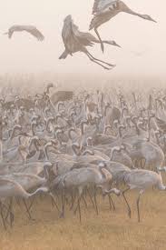 Migration By Keren Or Wildlife Photography Wildlife Art Art Photography