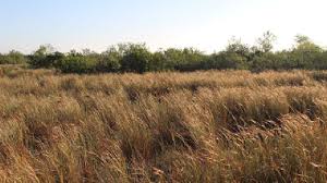 Image result for Heteropogon contortus
