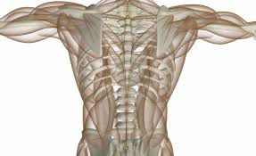 Tutorial and quizzes on skeletal muscular anatomy. Back Muscles Anatomy Function Treatment