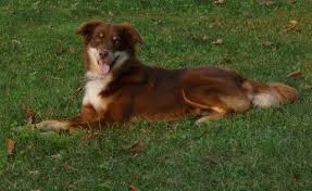 Black And Tan Australian Shepherd English Shepherd Red Tris Red Tans Page 2 English Shepherd Club English Shepherd Shepherd English