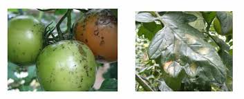 Image result for tomato seedling xanthomonas vesicatoria