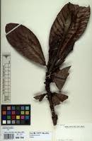 Image result for Gardenia imperialis