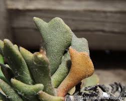 Image result for Hereroa