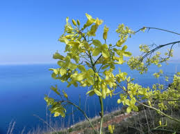 Image result for Landolphia villosa