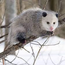 La Zarigueya Opossum Opossum Facts Animals Wild