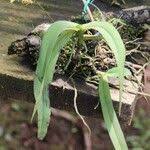 Image result for Angraecopsis parviflora