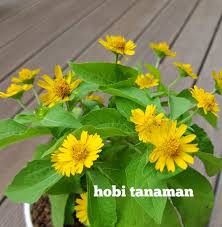 Sebut sahaja pokok bunga jenis apa sekali pun andai ditanam, pasti ada keistimewaaannya yang tersendiri. Jual Tanaman Bunga Matahari Mini Butter Daisy Di Lapak Ringpan Store Bukalapak