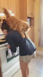 Cook My Eggs Faster Human Video Funny Animal Videos Cats Cute Funny Animals