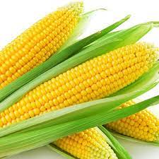 Cuma makan jagung rebus setiap hari, jangan kaget saat tubuh rasakan efek tak terduga ini. 12 Manfaat Hebat Jagung Bagi Kesehatan Health Liputan6 Com