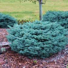 Posted by elizabeth volk on 18th may 2019. Dwarf Globe Blue Spruce Best Prices Buyevergreenshrubs Com