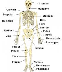 Skelton Label Labeled Human Skeleton Label Body Diagram With