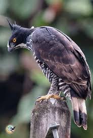 Blyth S Hawk Eagle Is A Medium Sized Bird Of Prey Like All Eagles It Is In The Family Accipitridae The Common Name Commemorates Pet Birds Raptors Bird Birds