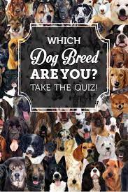 Dog Breed Quiz What Dog Breed Is Right For Me Homesteading Hq Pioneer Settler Dog Breed Quiz Dog Breeds Dog Quiz