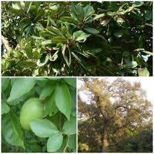 Image result for Manilkara koechlinii