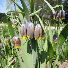 Image result for Vepris grandifolia