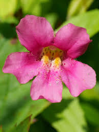 Image result for Phrymaceae