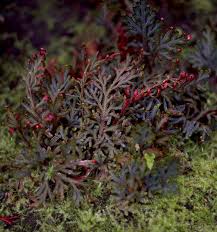 Image result for Selaginella eublepharis