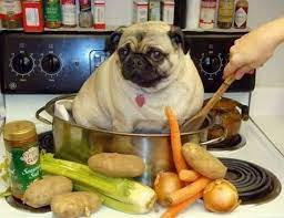How Long Do Pugs Live Pug Life Expectancy Lucky Pug