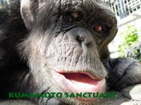 Punnett S Square Second Known Case Of Down Syndrome In Chimps