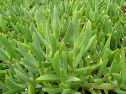 Live succulent cuttings 10 assorted varieties beginners succulent plants, no 2 cuttings alike, great for terrariums, mini gardens, and as starter plants. Livingstone Daisy