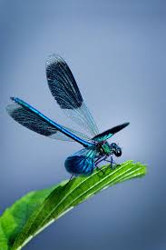 Black Book Winds Of Change Bug World Globes Ultimateglobes Com Global Puzzle Dragonfly Insects Beautiful Bugs